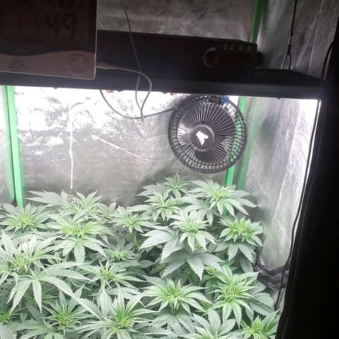 Nefertiti growlog photo: 1 semana flora