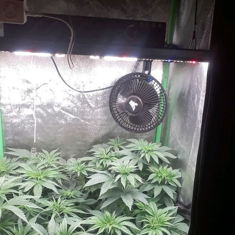 Nefertiti growlog photo: 1 semana flora