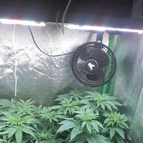 Nefertiti growlog photo: 1 semana flora
