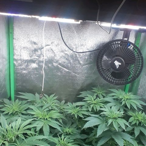 Nefertiti growlog photo: 1 semana flora