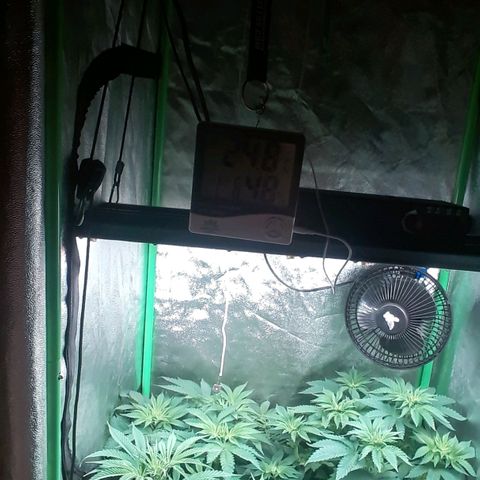 Nefertiti growlog photo: 1 semana flora
