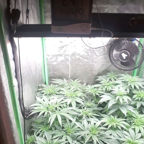 Nefertiti growlog photo: 1 semana flora