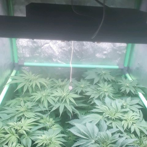 Nefertiti growlog photo: Comienzo 2 semana