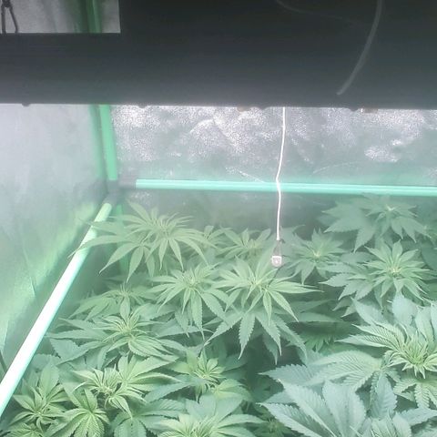 Nefertiti growlog photo: Comienzo 2 semana