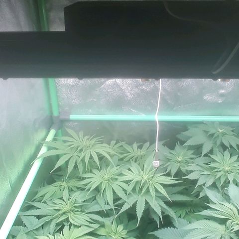 Nefertiti growlog photo: Comienzo 2 semana