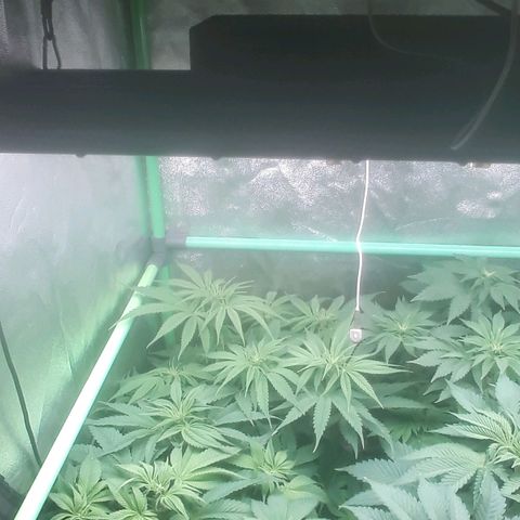 Nefertiti growlog photo: Comienzo 2 semana