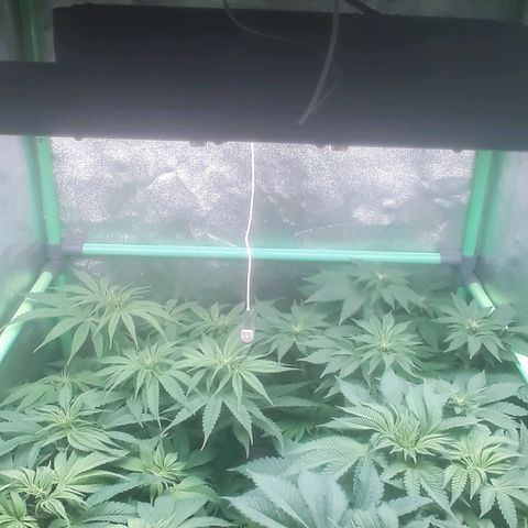 Nefertiti growlog photo: Comienzo 2 semana