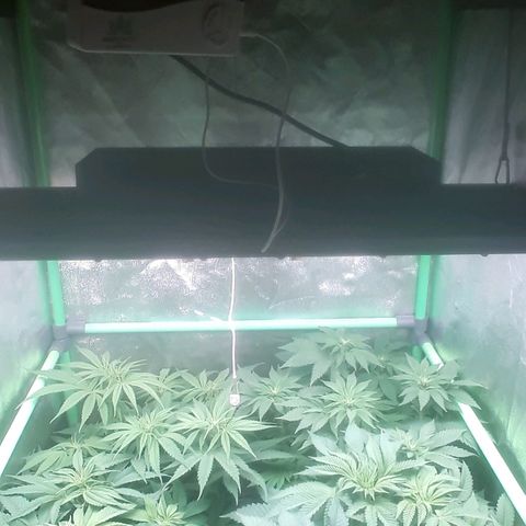 Nefertiti growlog photo: Comienzo 2 semana