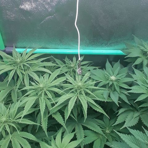 Nefertiti growlog photo: Comienzo 3 semana floracion