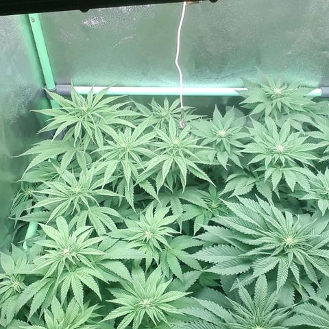 Nefertiti growlog photo: Comienzo 3 semana floracion