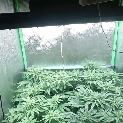 Nefertiti growlog photo: Comienzo 3 semana floracion