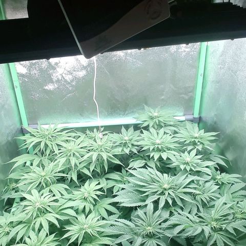 Nefertiti growlog photo: Comienzo 3 semana floracion