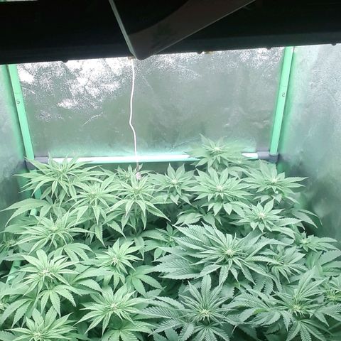 Nefertiti growlog photo: Comienzo 3 semana floracion
