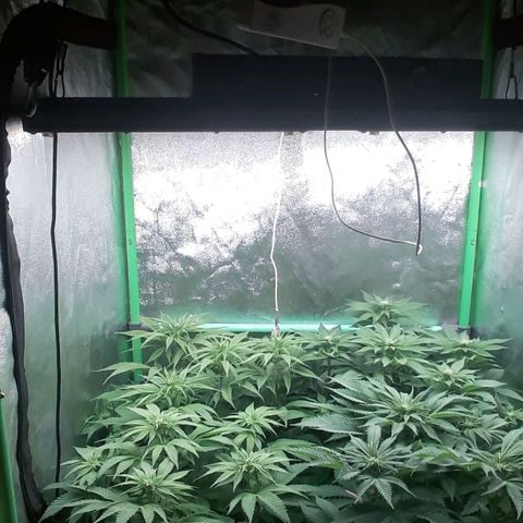 Nefertiti growlog photo: Comienzo 3 semana floracion