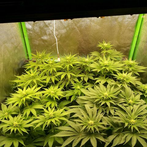 Nefertiti growlog photo: Nueva camara