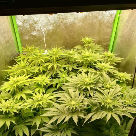 Nefertiti growlog photo: Nueva camara