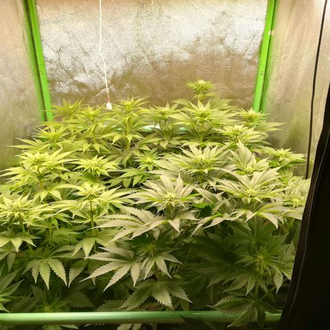 Nefertiti growlog photo: Nueva camara