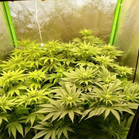 Nefertiti growlog photo: Nueva camara