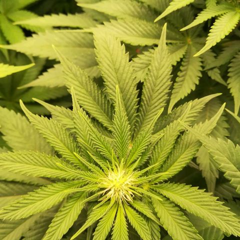 Nefertiti growlog photo: Nueva camara