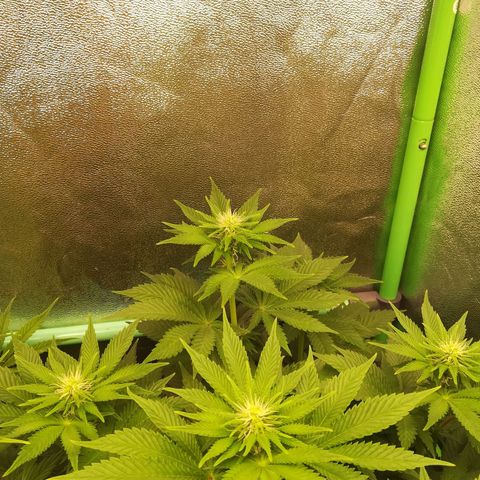 Nefertiti growlog photo: Nueva camara