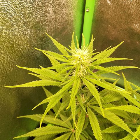 Nefertiti growlog photo: Comienza 4 semana 