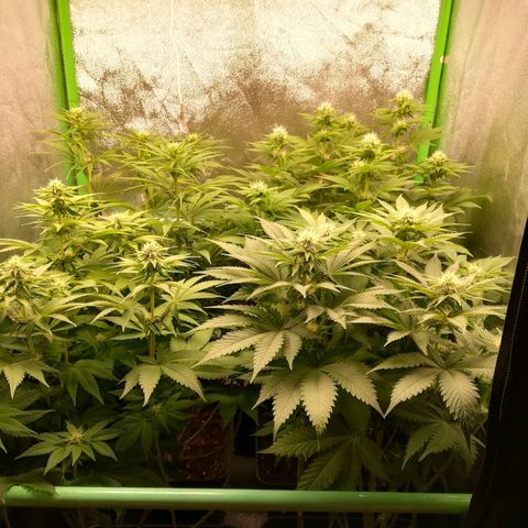Nefertiti growlog photo: Comienza 4 semana 