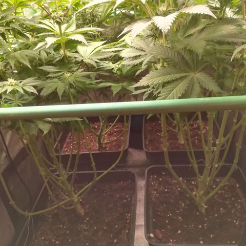 Nefertiti growlog photo: Comienza 4 semana 