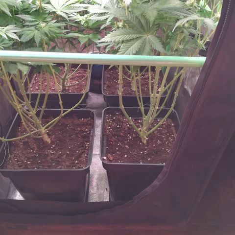 Nefertiti growlog photo: Comienza 4 semana 