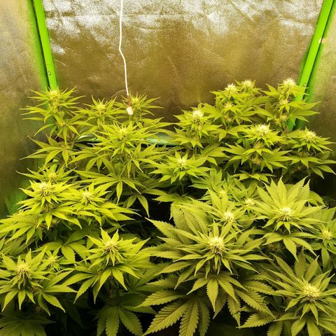 Nefertiti growlog photo: Comienza 4 semana 