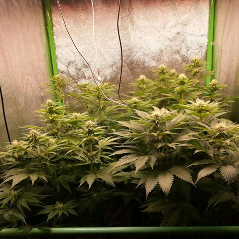 Nefertiti growlog photo: Comienza 4 semana 