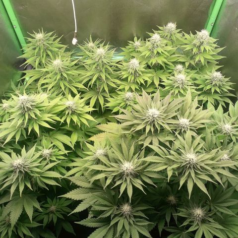 Nefertiti growlog photo: Comienzo 5 semana 