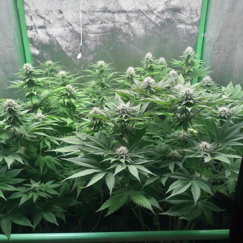 Nefertiti growlog photo: Comienzo 5 semana 