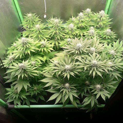 Nefertiti growlog photo: Comienzo 5 semana 