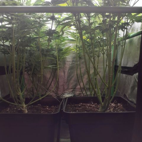 Nefertiti growlog photo: Comienzo 5 semana 