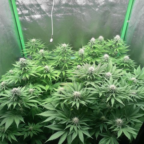 Nefertiti growlog photo: Comienzo 5 semana 