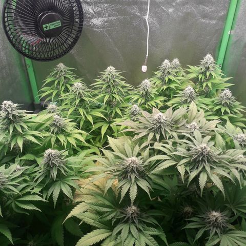 Nefertiti growlog photo: Comienzo  6 semana 