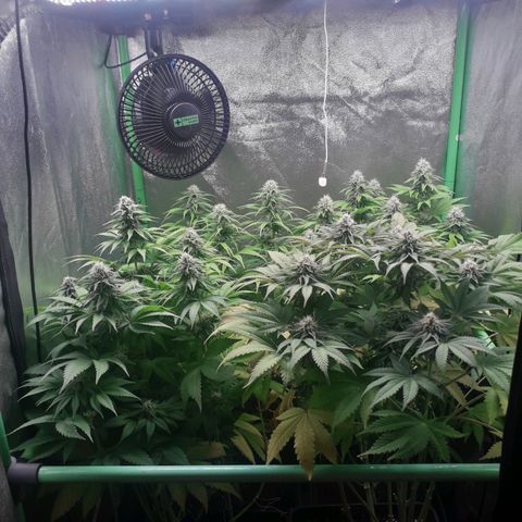 Nefertiti growlog photo: Comienzo  6 semana 