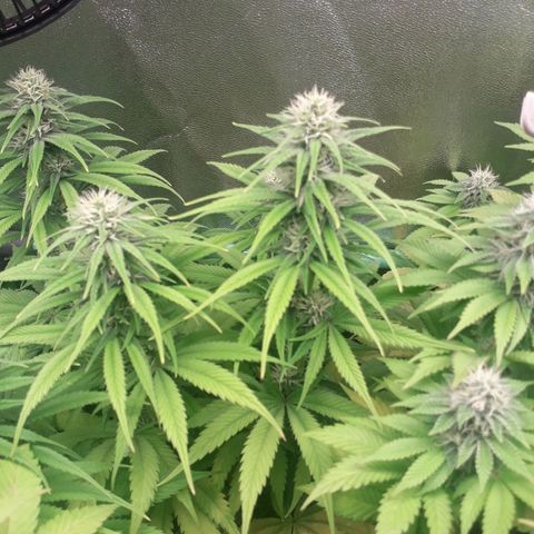 Nefertiti growlog photo: Comienzo  6 semana 