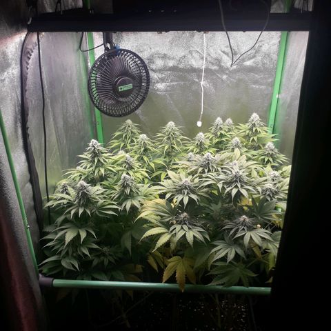 Nefertiti growlog photo: Comienzo  6 semana 