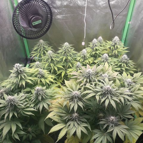 Nefertiti growlog photo: Comienzo  6 semana 