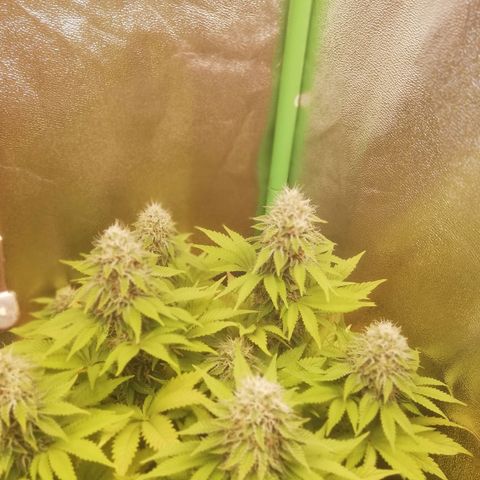 Nefertiti growlog photo: Comienzo 7 Semana 