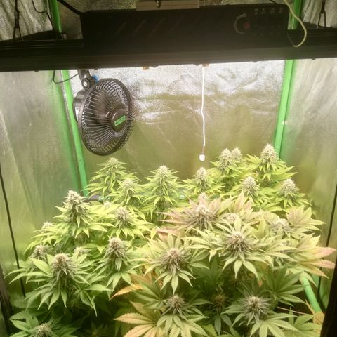 Nefertiti growlog photo: Comienzo 7 Semana 