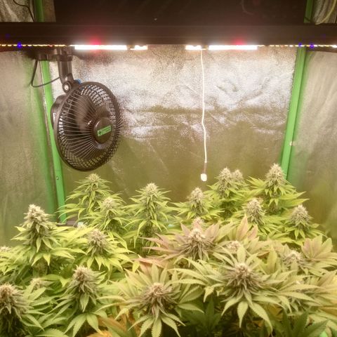 Nefertiti growlog photo: Comienzo 7 Semana 