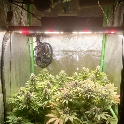 Nefertiti growlog photo: Comienzo 7 Semana 