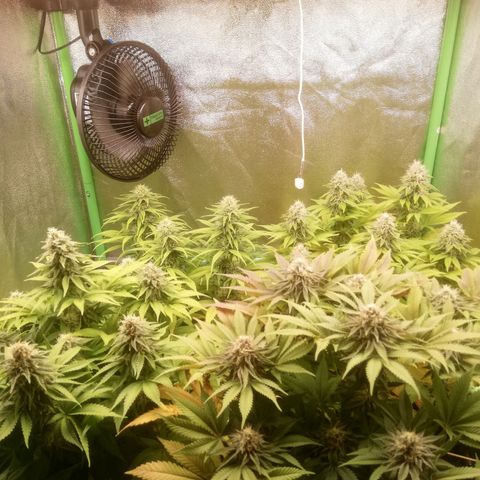 Nefertiti growlog photo: Comienzo 7 Semana 