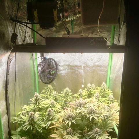 Nefertiti growlog photo: Comienzo 7 Semana 