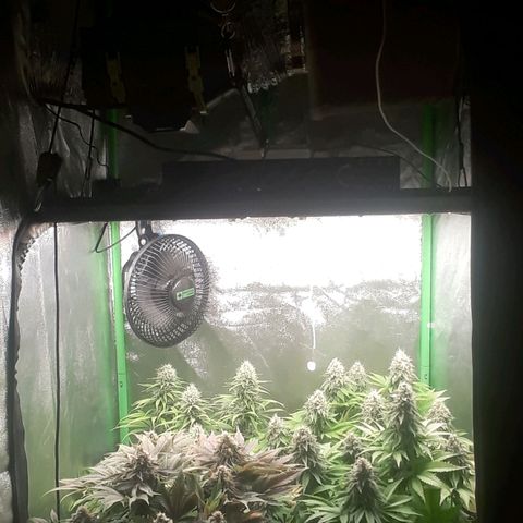 Nefertiti growlog photo: Mitad de 8 semana
