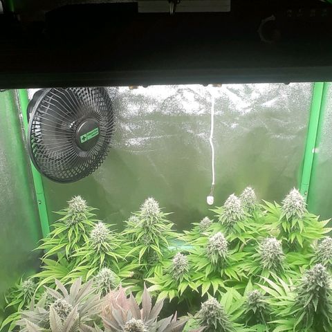 Nefertiti growlog photo: Mitad de 8 semana