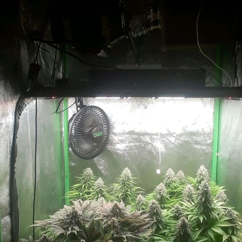 Nefertiti growlog photo: Mitad de 8 semana