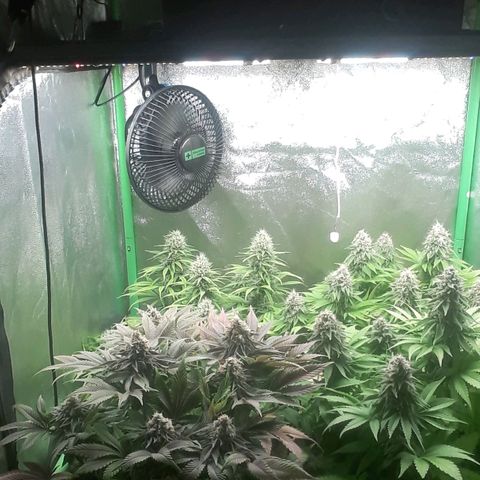 Nefertiti growlog photo: Mitad de 8 semana